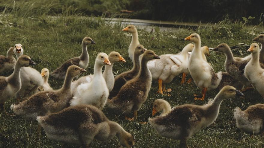 Canarias se &#039;libra&#039; de la migración de aves salvajes infectadas con gripe aviar