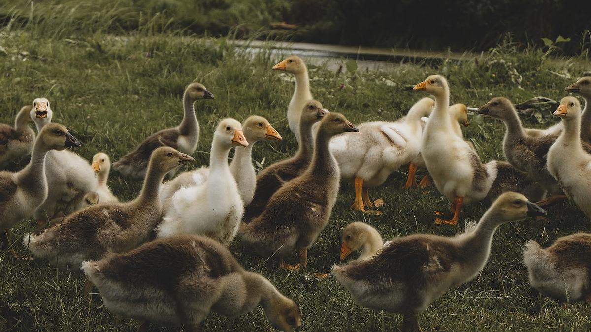 Originariamente esta enfermedad estaba restringida a las poblaciones naturales de aves acuáticas