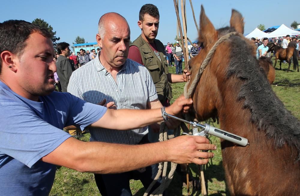 Los ganaderos sanean 300 caballos ante un millar de personas en el primer curro del año en Oia