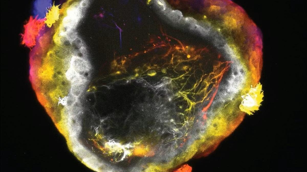 Los neurobots están compuestos por una superficie externa formada por células multiciliadas, células caliciformes secretoras de moco, ionocitos y células secretoras, y un sistema nervioso que se extiende hasta las células superficiales subyacentes.