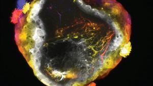 Els científics desenvolupen neurobots amb sistemes nerviosos autoorganitzats a partir de cèl·lules de granota