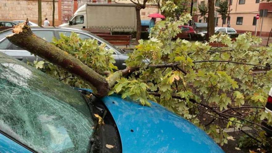 A la izquierda, un coche con la luna rota por la caída de este tronco. A la derecha, otro árbol corta el tráfico en la avenida del Mengue.