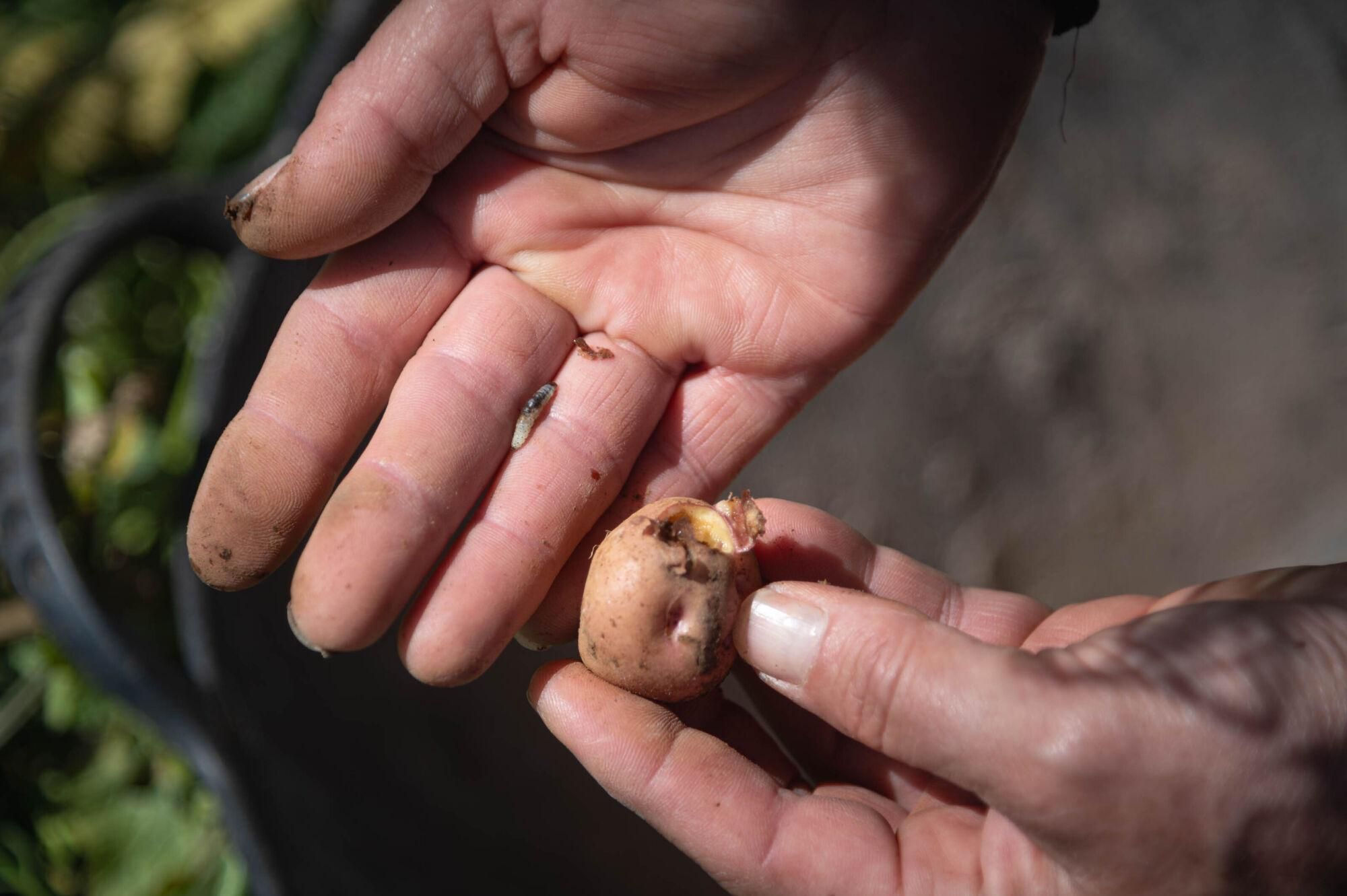 Finca de papas bonitas en Tenerife