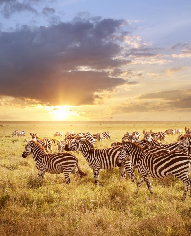 Zebras en Kenia