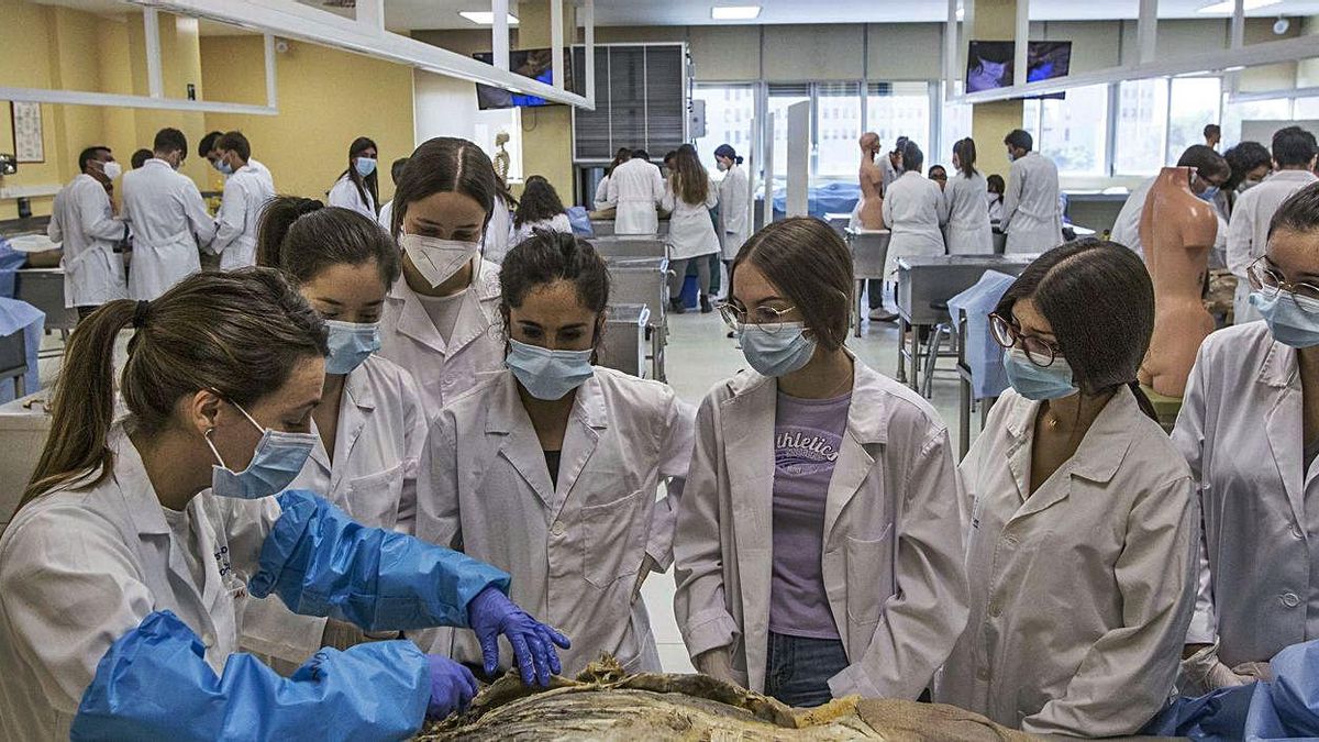 Medicine Practices at the Miguel Hernández University. Medicine Internship at the Miguel Hernández University.
