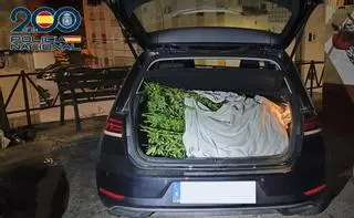 Dos detenidos por robar plantas de marihuana del interior de una casa