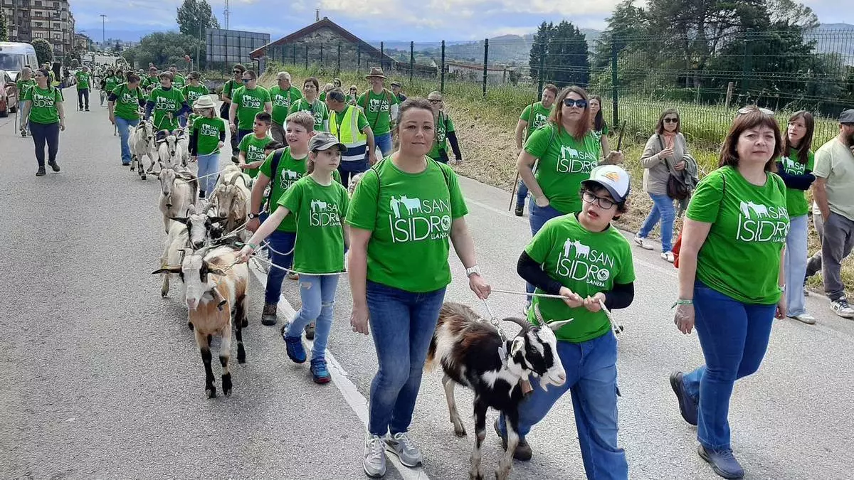 Llanera, paraíso animal por San Isidro: una marea de más de 900 cabras, ovejas, caballos y ocas recorren el centro de Posada