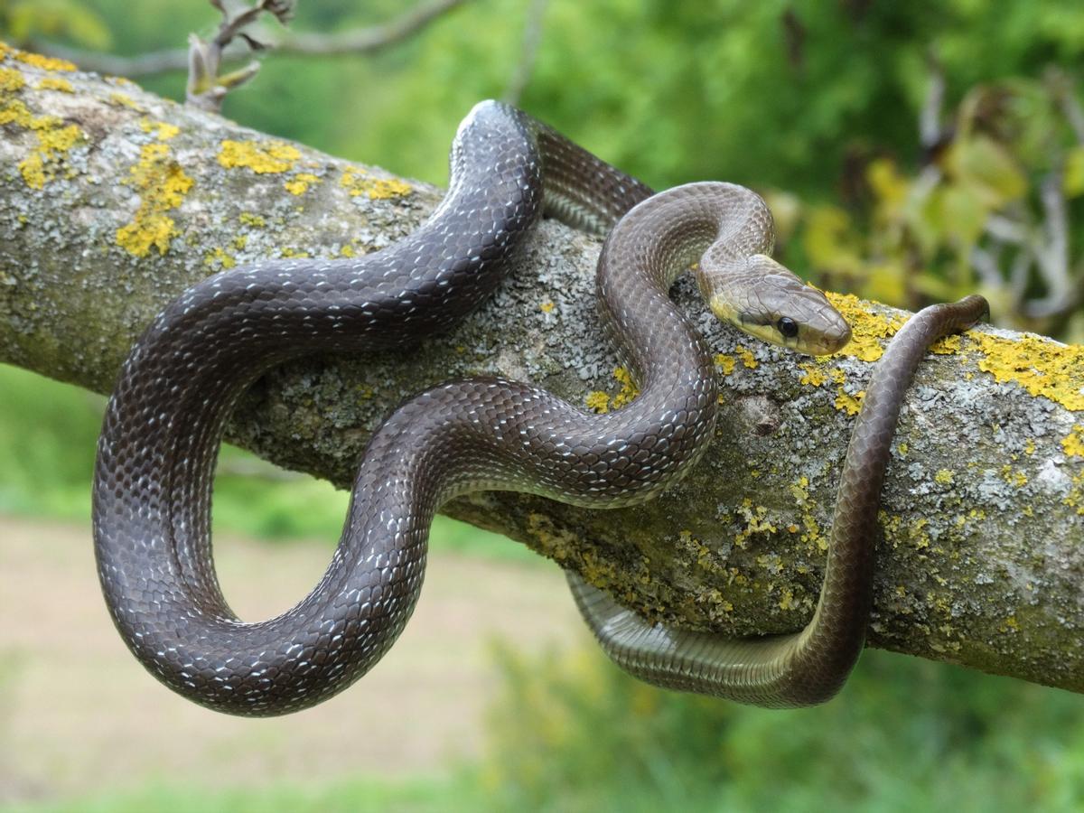 Un ejemplar de 'Zamenis longissimus'.