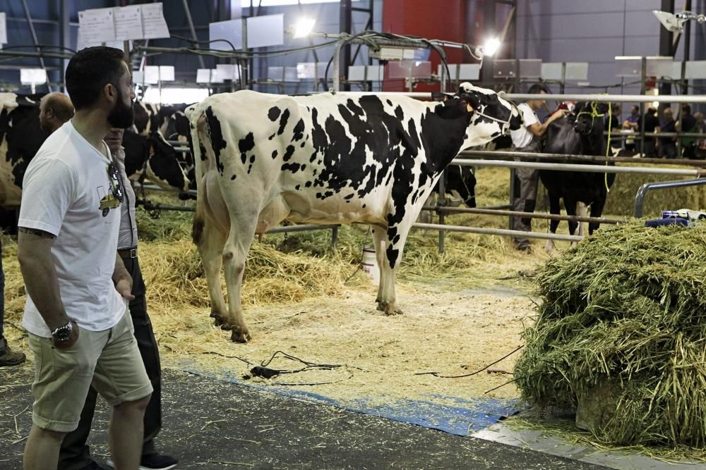 Feria de San Antonio