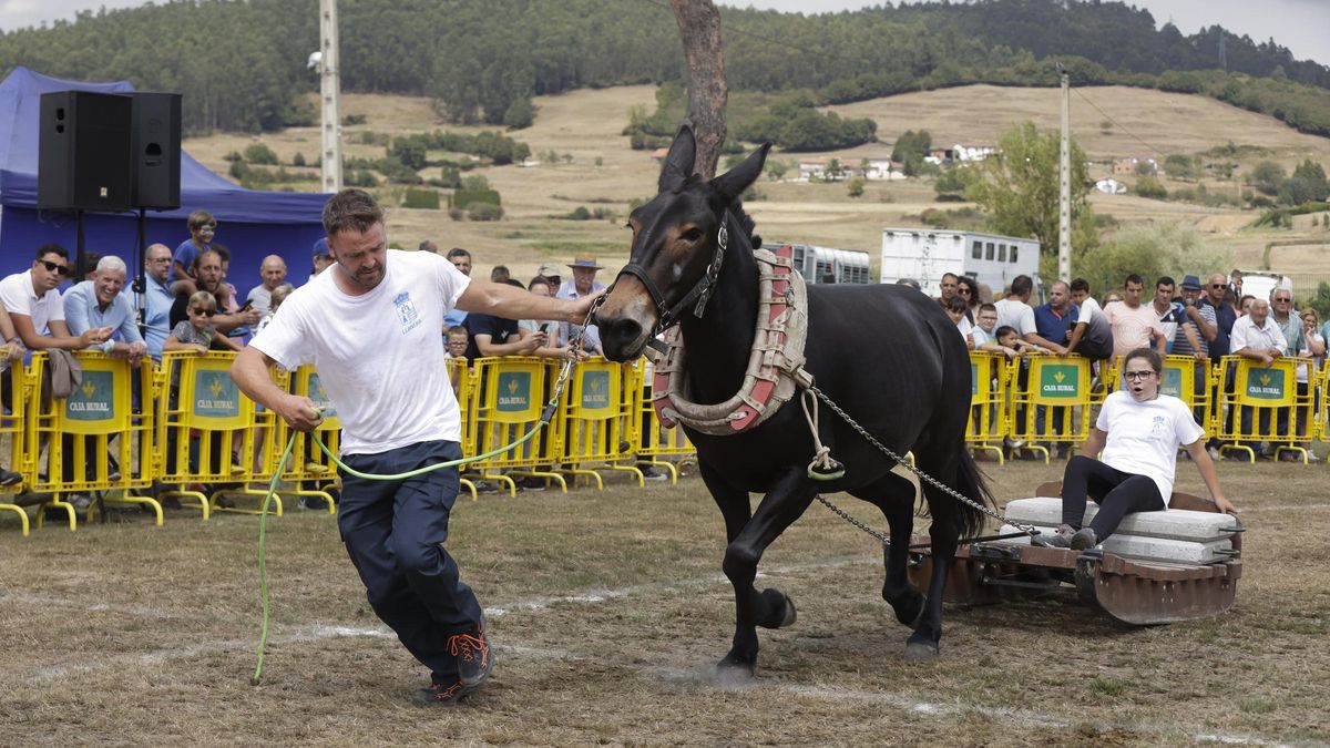 Así fue la exhibición de tradición y fuerza del arrastre de bueyes y mulas de Llanera