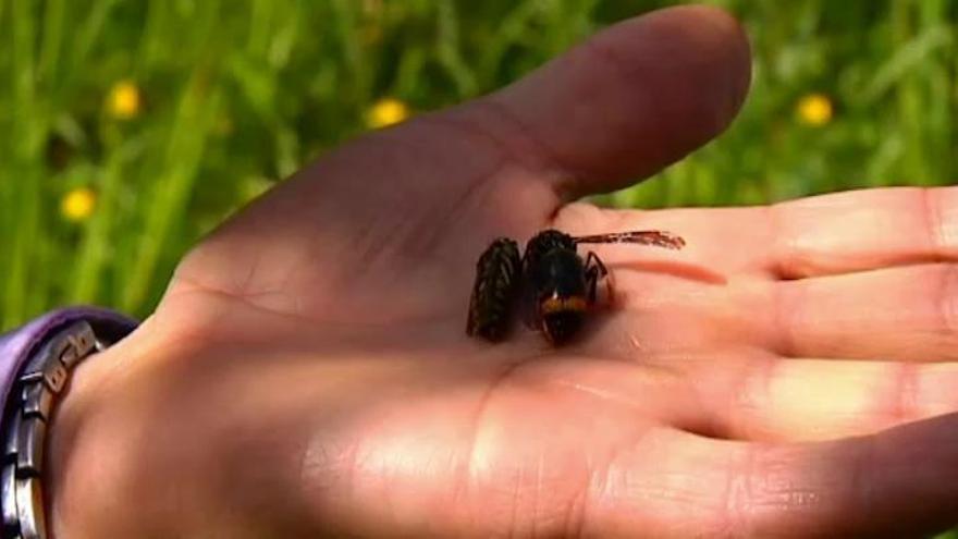 Mueren dos hombres en Galicia tras recibir picaduras de avispa velutina