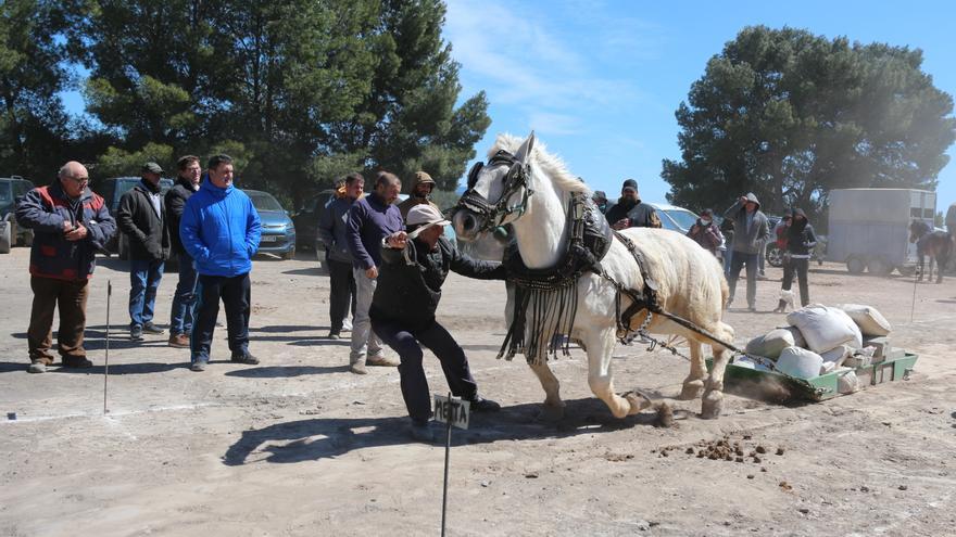 Una treintena de caballos en la exhibición de tiro y arrastre de Altura