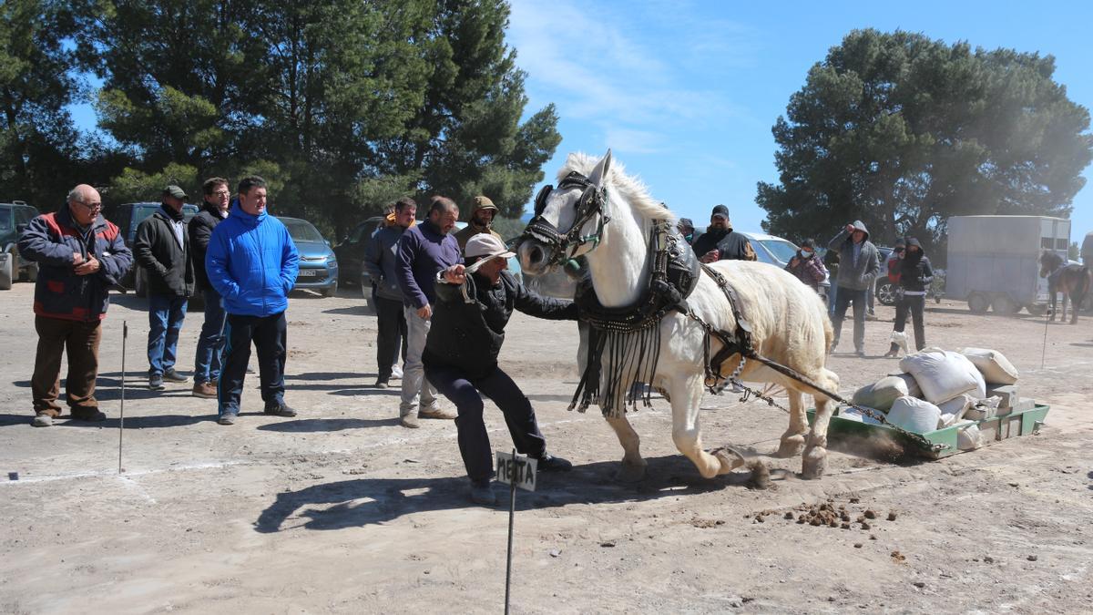 Las exhibiciones de tiro y arrastre han vuelto a Altura.