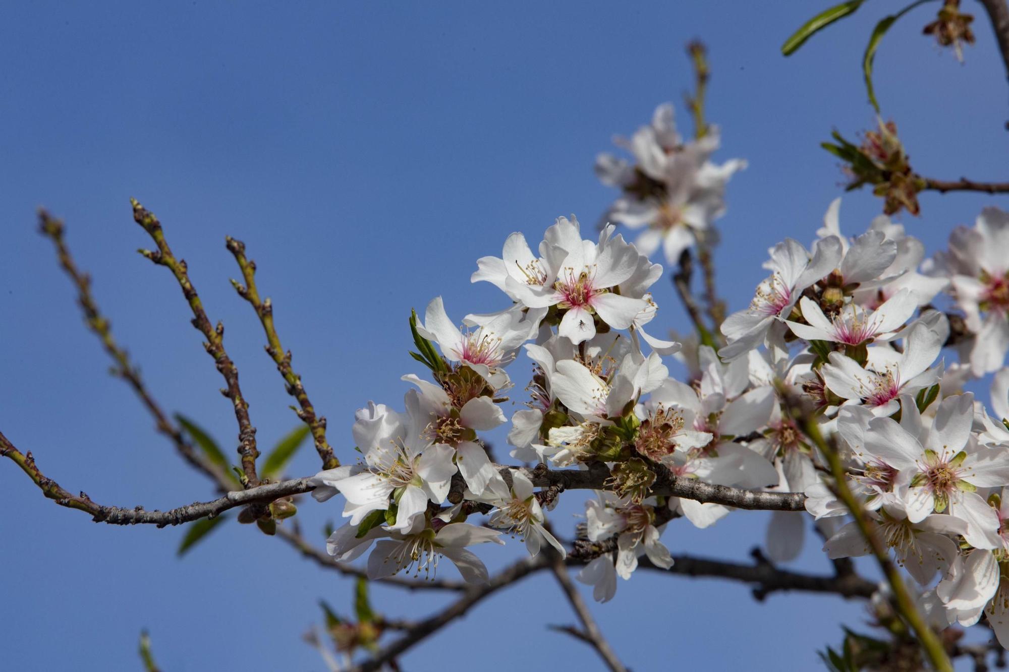 Los almendros en flor ya alegran los paisajes valencianos