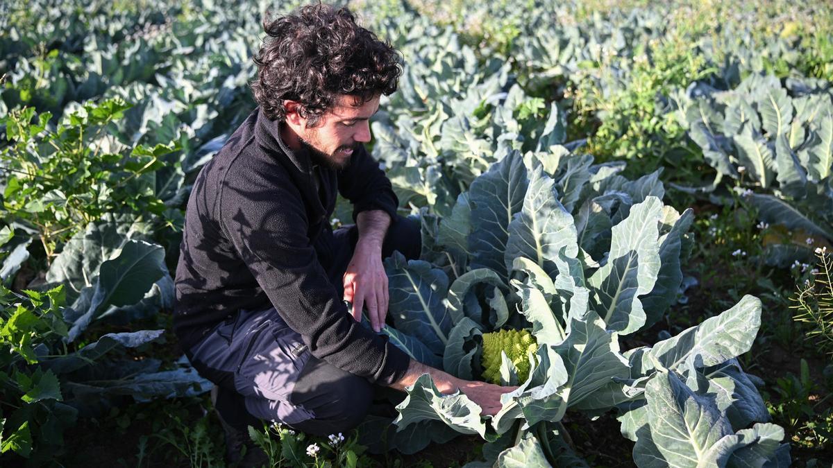 Un joven agricultor en su finca de alcachofas.