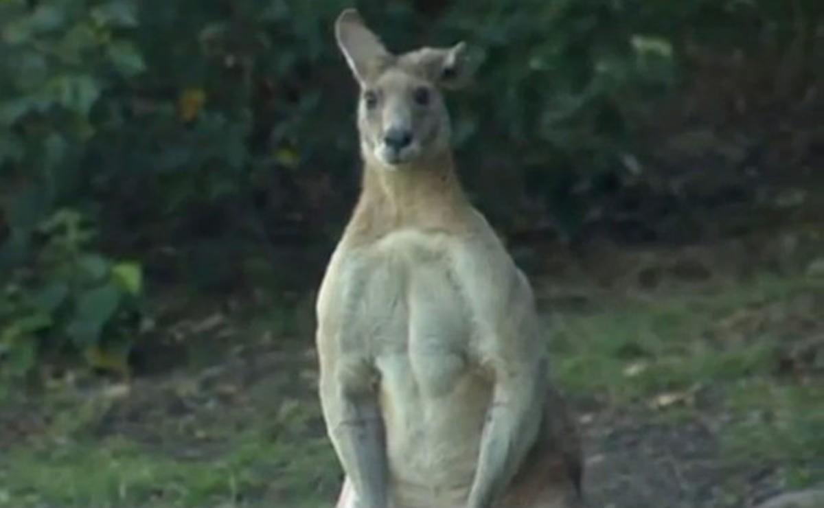 El vídeo que ha popularizado al canguro Dave que se pasea por Brisbane, Australia.