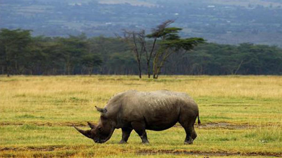 Rinoceronte en Kenia