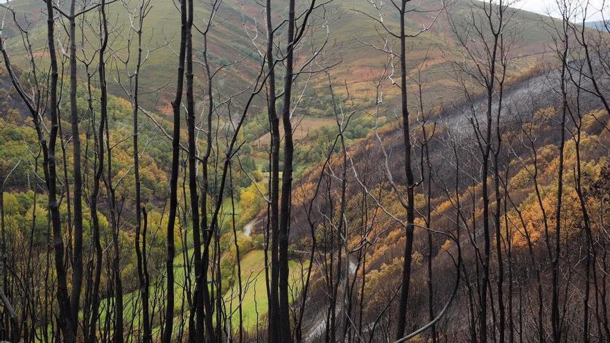 El incendio de Cervantes único que permanece activo en Galicia