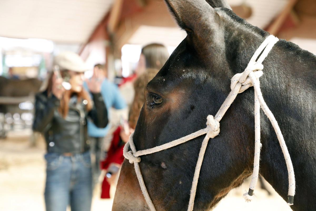 Fotogalería Día Grande de Galicia | Desfile de cabezudos, feira cabalar e alfombras do Apóstolo