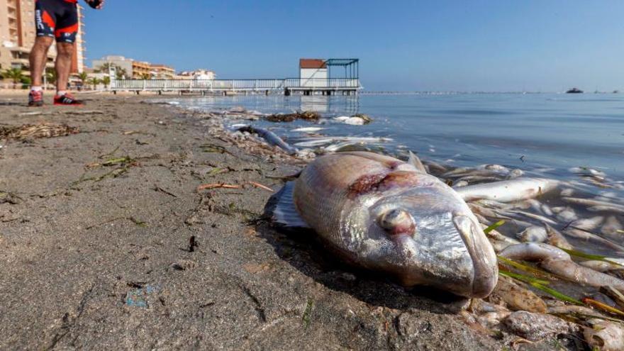 Peces muertos en el Mar Menor, en octubre.