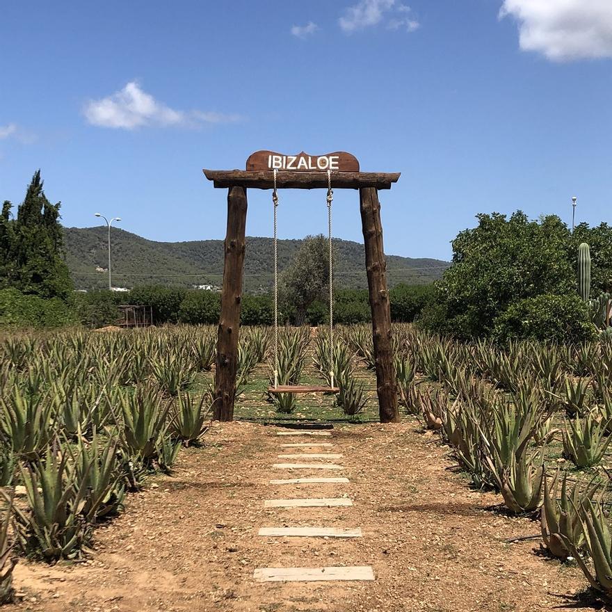 El columpio de Ibizaloe es uno de los atractivos de la plantación de aloe vera en la isla.