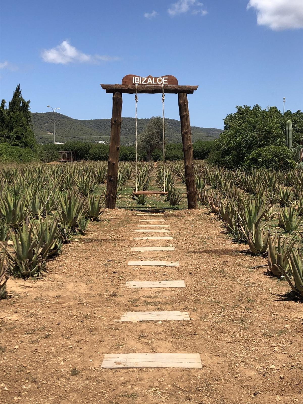 El columpio de Ibizaloe es uno de los atractivos de la plantación de aloe vera en la isla.