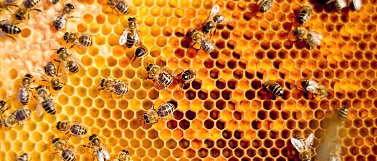 Un panal de abejas. | TONI ESCOBAR