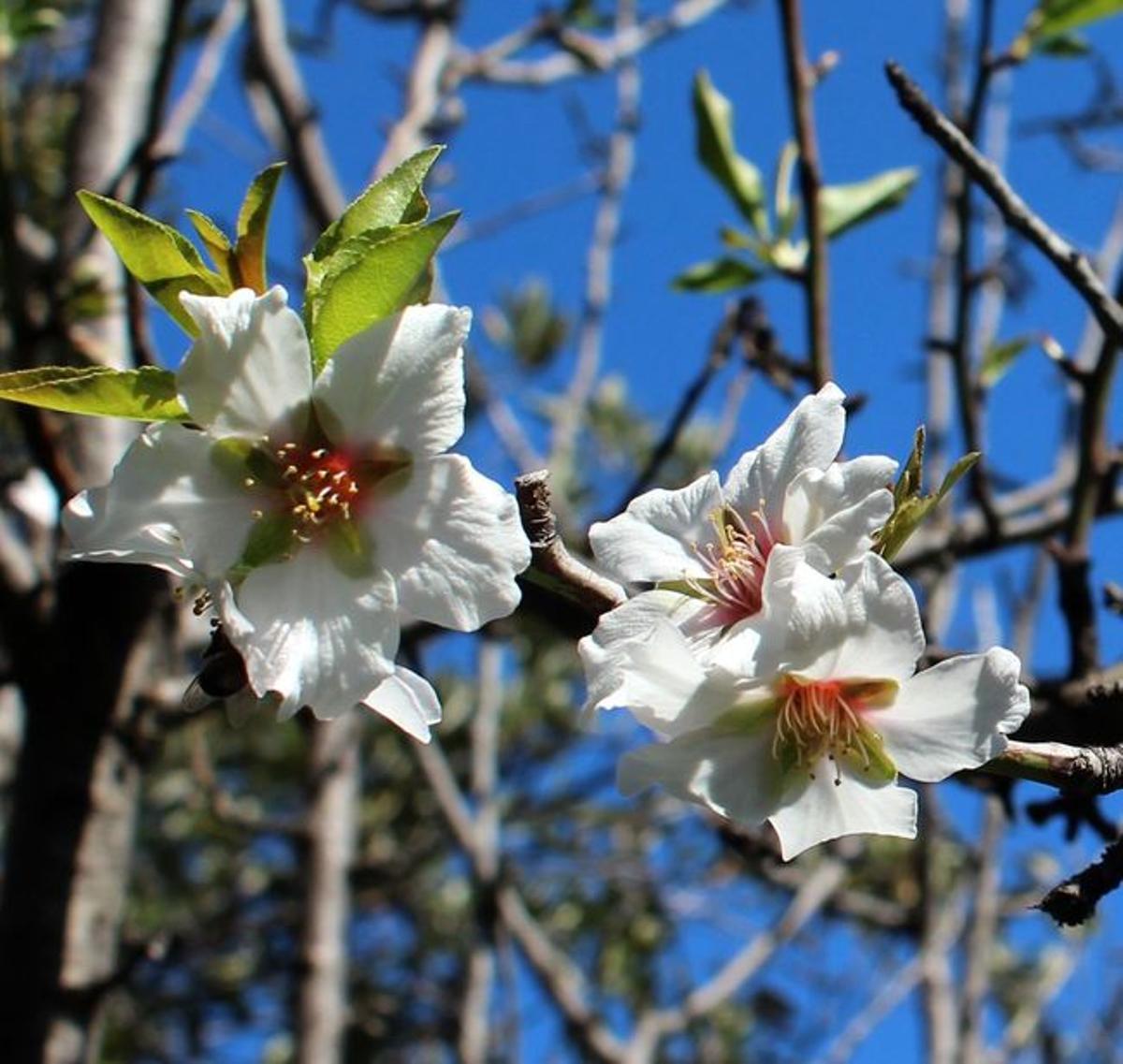 Prunus dulcis