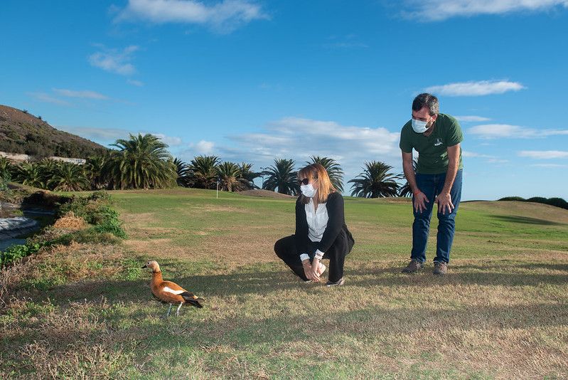 Liberado el tarro canelo al que mutilaron las alas en Gran Canaria