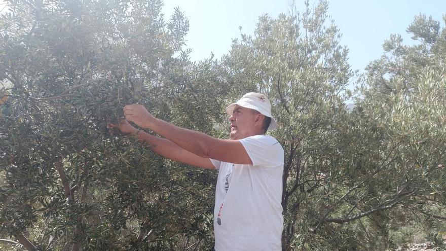 "La locura más grande que hice fue plantar 90 olivos durante el covid": Carlos Ramírez, el pionero del oro líquido en Mogán