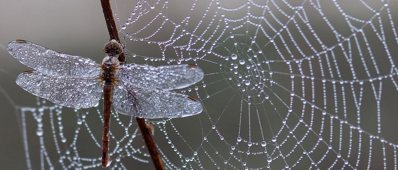 Una libélula junto a una tela de araña.