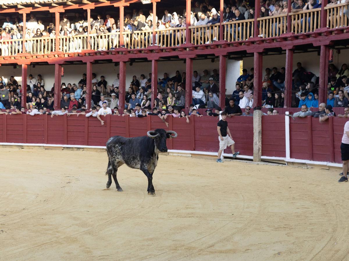 I Encierro tradiconal urbano de novillos, San Agustín Toro 2026