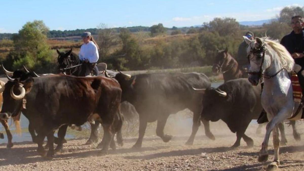 Más de 30 caballistas condujeron el ganado. | SERVICIO ESPECIAL