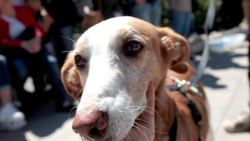 Uno de los caninos participantes en un desfile de perros abandonados en València