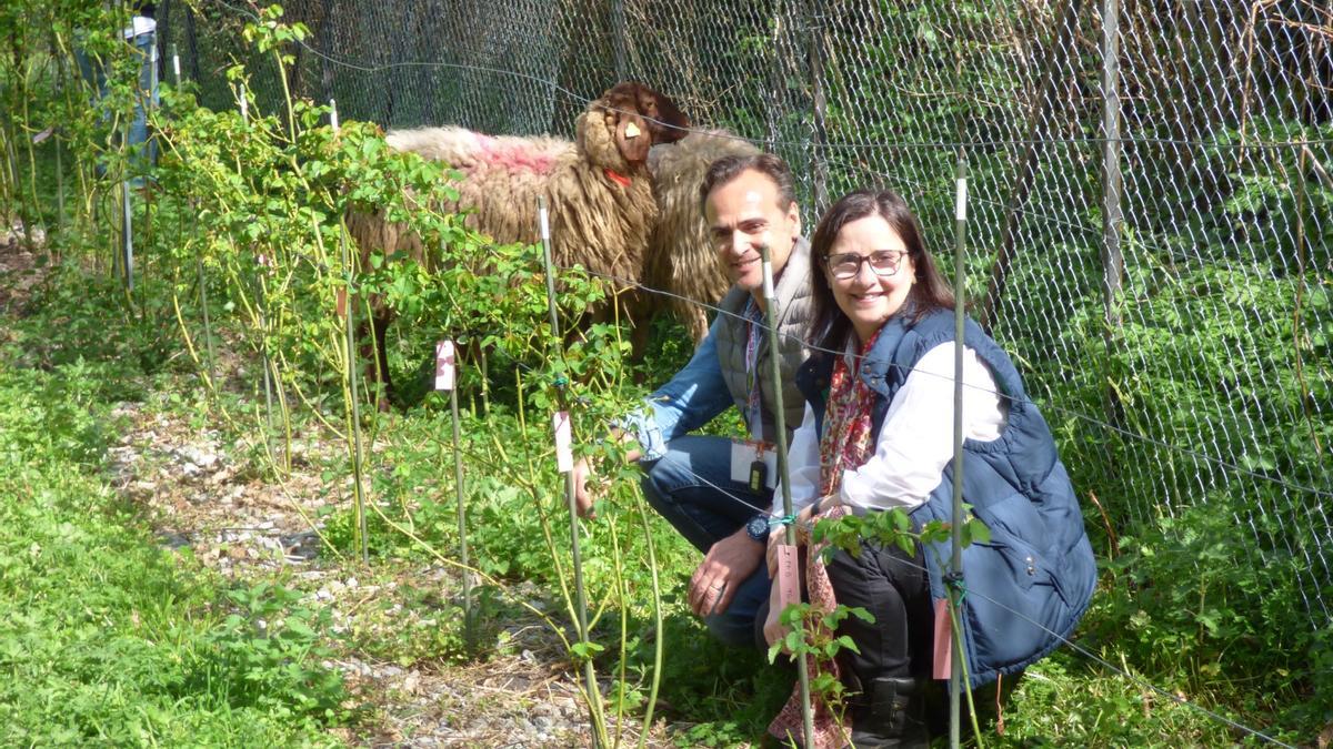 Ovejas con aversión inducida a la Rosa Narcea y un robot segadora teledirigido, dos métodos para mantener a raya la vegetación en las plantaciones de Rosa del Narcea