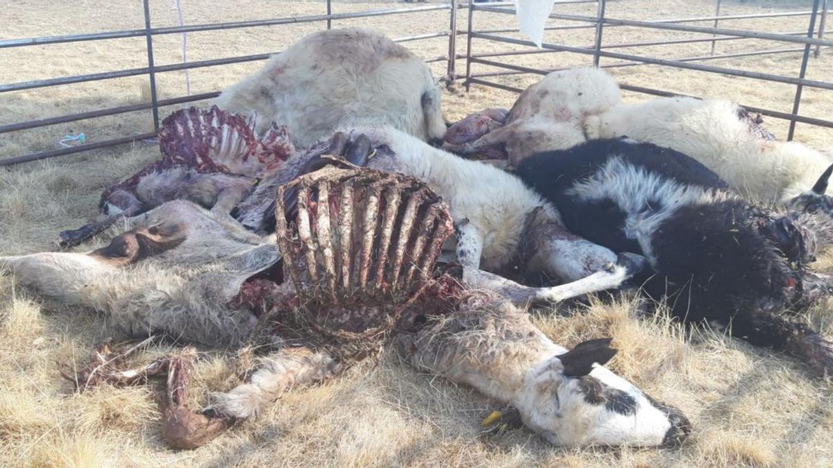 Ovejas matadas por el lobo en una ganadería de extensivo de Villar del Buey. | Cedida