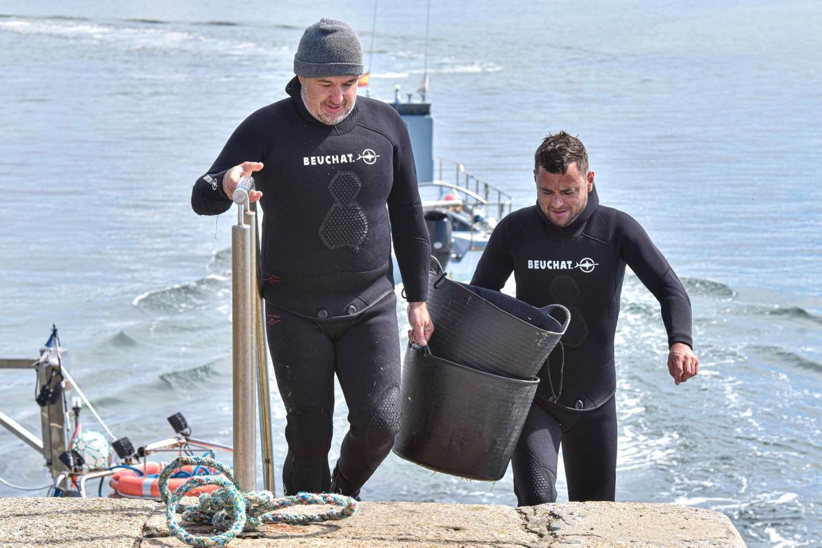 La llegada de los buzos ocn las especies depredadoras retiradas de la ensenada de A Toxa.