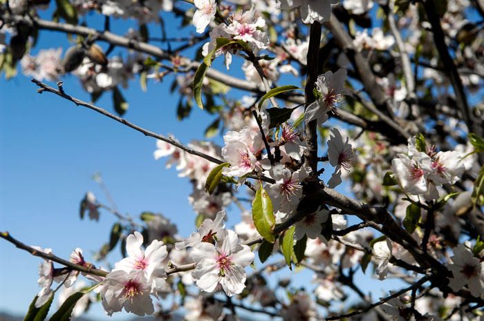 FIESTAS DEL ALMENDRO EN FLOR TEJEDA