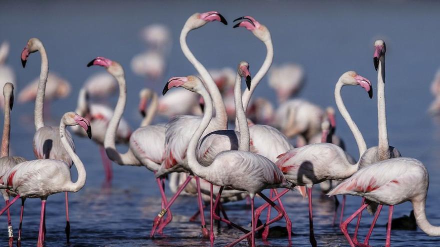 Flamencos comunes sobrela Laguna de Fuente de Piedra