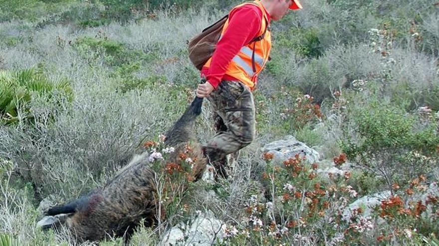 Medio Ambiente autoriza batidas de jabalíes en Borriana