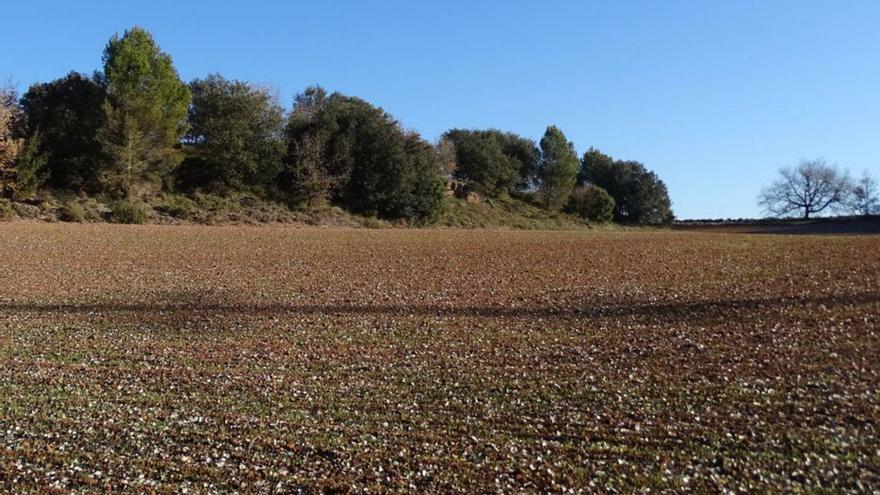 Zona del camp de Lledoners que es vol urbanitzar | MEANDRE