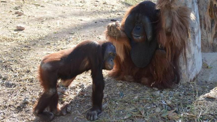 Nuevo orangután de Borneo en el Río Safari