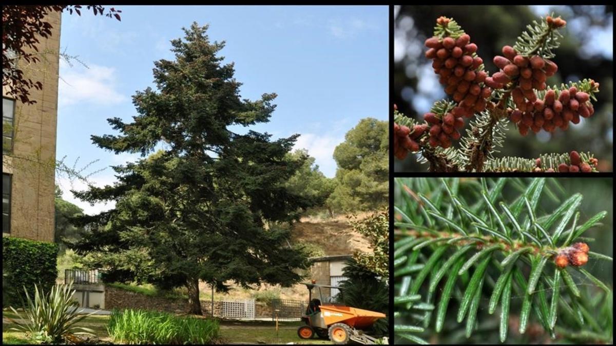 abies pinsapo llars mundet barcelona