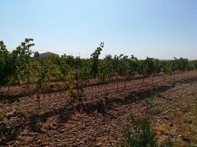 Viñedo Bodegas Diez Siglos, Rueda