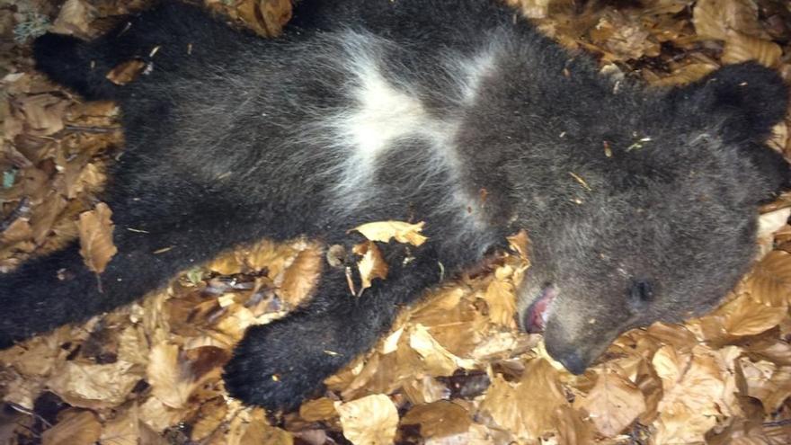 El pequeño oso, ayer en la senda de Somiedo. fundación oso pardo