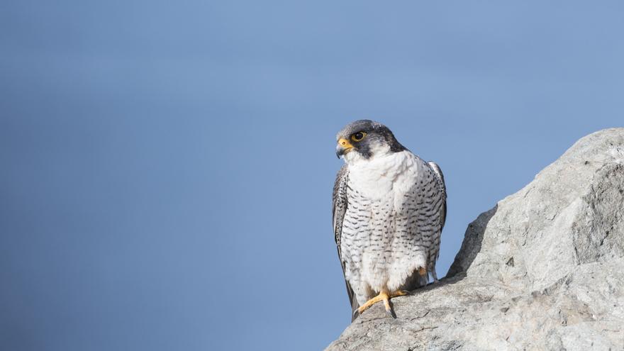 Las obras de Salto de Chira obligan a respetar la época de cría de tres aves protegidas