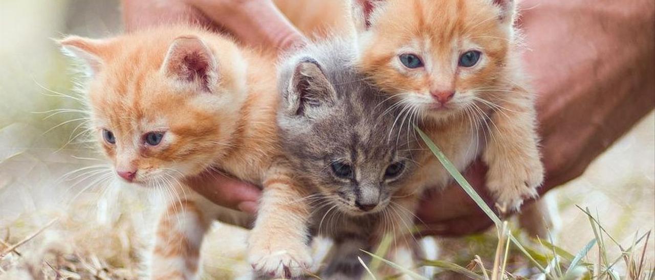 Claves a tener en cuenta para adoptar un gato.