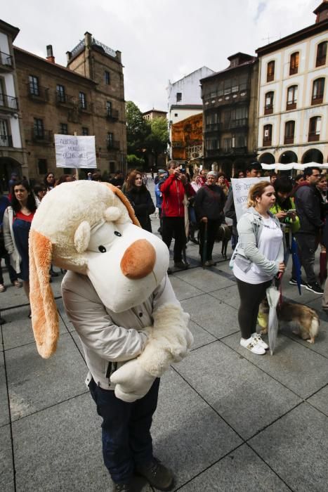 Concentración para reclamar un albergue de animales en Avilés