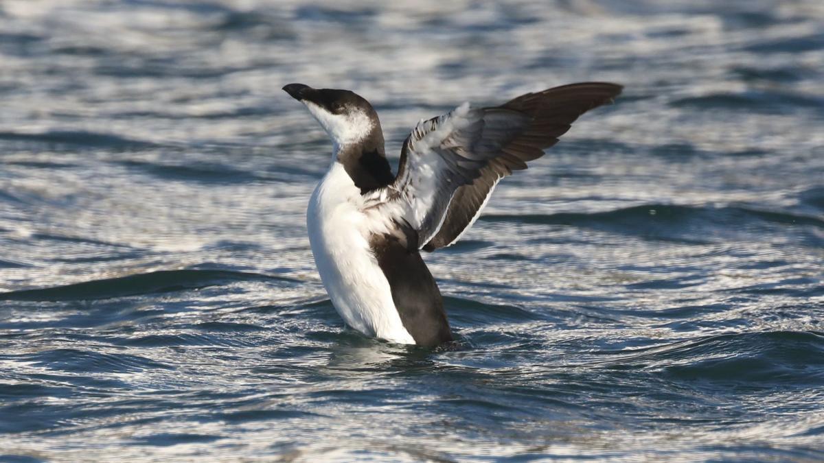 Alca común desplegando sus alas en el litoral de Santa Pola.