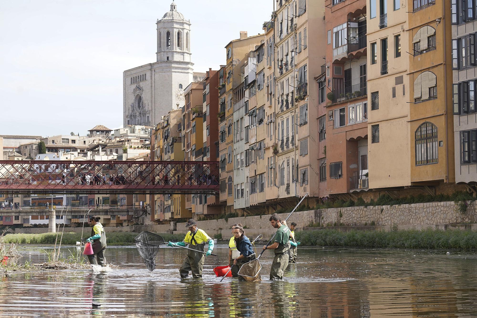 Comença la pesca elèctrica de peixos al riu Onyar de Girona